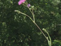 Cirsium monspessulanum 3, Saxifraga-Marijke Verhagen