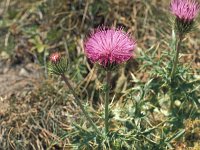 Cirsium morisianum