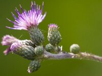 Cirsium palustre 57, Kale jonker, Saxifraga-Jan Nijendijk