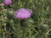 Cirsium vulgare 10, Speerdistel, Saxifraga-Peter Meininger