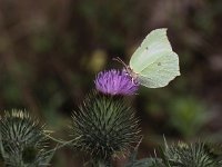 Cirsium vulgare 12, Speerdistel, Saxifraga-Peter Meininger