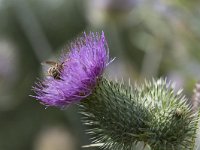 Cirsium vulgare 15, Speerdistel, Saxifraga-Willem van Kruijsbergen