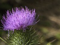 Cirsium vulgare 17, Speerdistel, Saxifraga-Jan van der Straaten