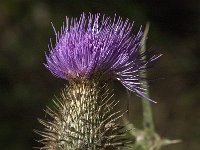 Cirsium vulgare 18, Speerdistel, Saxifraga-Jan van der Straaten