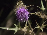 Cirsium vulgare 19, Speerdistel, Saxifraga-Jan van der Straaten