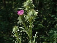 Cirsium vulgare 2, Speerdistel, Saxifraga-Jan van der Straaten