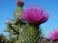 Cirsium vulgare 21, Speerdistel, Saxifraga-Ed Stikvoort