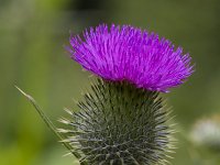 Cirsium vulgare 23, Speerdistel, Saxifraga-Jan Nijendijk