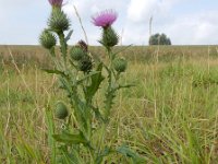 Cirsium vulgare 25, Speerdistel, Saxifraga-Ed Stikvoort