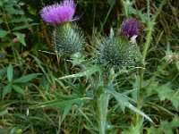 Cirsium vulgare 28, Speerdistel, Saxifraga-Ed Stikvoort