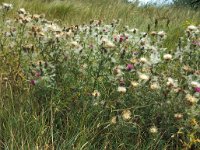 Cirsium vulgare 3, Speerdistel, Saxifraga-Piet Zomerdijk