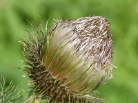 Cirsium vulgare 34, Speerdistel, Saxifraga-Sonja Bouwman