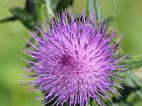 Cirsium vulgare 35, Speerdistel, Saxifraga-Sonja Bouwman