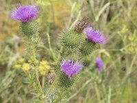 Cirsium vulgare 37, Speerdistel, Saxifraga-Willem van Kruijsbergen