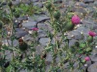 Cirsium vulgare 4, Speerdistel, Saxifraga-Piet Zomerdijk