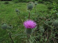 Cirsium vulgare 5, Speerdistel, Saxifraga-Rutger Barendse