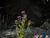 Cirsium vulgare 8, Speerdistel, Saxifraga-Jan van der Straaten