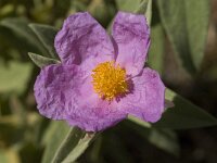 Cistus albidus 19, Saxifraga-Jan van der Straaten