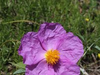 Cistus creticus 10, Saxifraga-Jeroen Willemsen