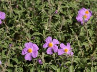 Cistus creticus 11, Saxifraga-Dirk Hilbers