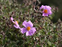 Cistus creticus 13, Saxifraga-Dirk Hilbers