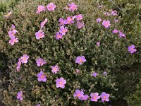 Cistus creticus 15, Saxifraga-Harry Jans