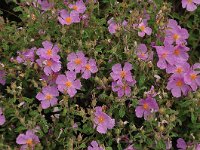 Cistus creticus 18, Saxifraga-Harry Jans