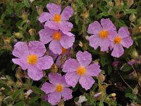 Cistus creticus 19, Saxifraga-Harry Jans