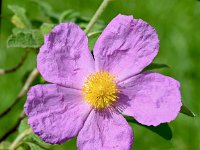 Cistus creticus 23, Saxifraga-Sonja Bouwman  Pink rock-rose - Cistus creticus - Rosaceae familie; Skinaria (Zakynthos)