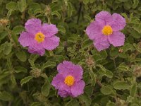 Cistus creticus 7, Saxifraga-Willem van Kruijsbergen