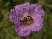 Cistus creticus 9, Saxifraga-Willem van Kruijsbergen