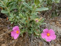 Cistus crispus 11, Saxifraga-Ed Stikvoort