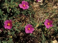 Cistus crispus 2, Saxifraga-Piet Zomerdijk