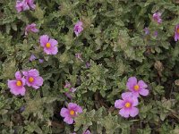 Cistus crispus 6, Saxifraga-Willem van Kruijsbergen