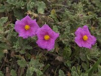 Cistus crispus 7, Saxifraga-Willem van Kruijsbergen