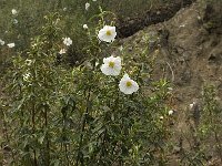 Cistus ladanifer 11, Saxifraga-Willem van Kruijsbergen