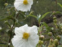 Cistus ladanifer 16, Saxifraga-Jan van der Straaten