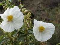 Cistus ladanifer 17, Saxifraga-Jan van der Straaten