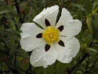 Cistus ladanifer 19, Saxifraga-Willem van Kruijsbergen