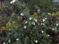 Cistus ladanifer 24, Saxifraga-Ed Stikvoort