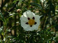 Cistus ladanifer 3, Saxifraga-Dirk Hilbers