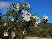 Cistus ladanifer 30, Saxifraga-Ed Stikvoort