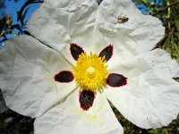 Cistus ladanifer 32, Saxifraga-Tom Heijnen  Gum Rock-rose