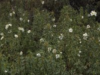 Cistus ladanifer 7, Saxifraga-Willem van Kruijsbergen