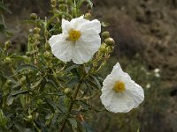 Cistus ladanifer 8, Saxifraga-Willem van Kruijsbergen