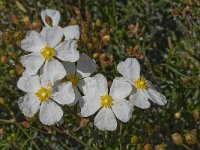 Cistus monspeliensis 14, Saxifraga-Willem van Kruijsbergen