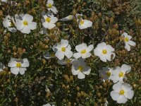 Cistus monspeliensis 16, Saxifraga-Willem van Kruijsbergen