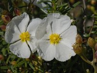 Cistus monspeliensis 18, Saxifraga-Willem van Kruijsbergen