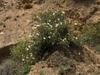 Cistus monspeliensis 20, Saxifraga-Willem van Kruijsbergen