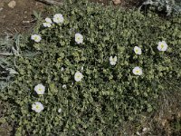 Cistus monspeliensis 22, Saxifraga-Willem van Kruijsbergen